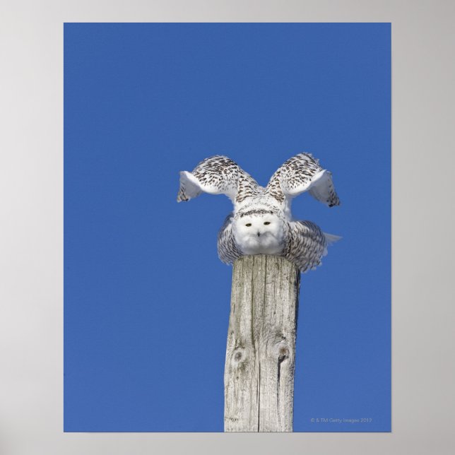 Snowy owl on top of a pole, preparing to take poster (Front)