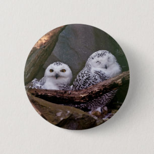Snowy Owl Pair Woodland Wildlife Art 6 Cm Round Badge
