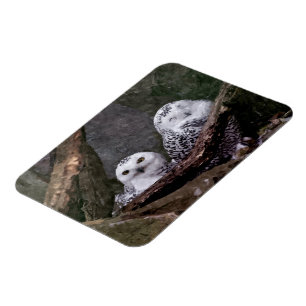 Snowy Owl Pair Woodland Wildlife Art Magnet
