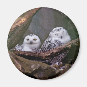 Snowy Owl Pair Woodland Wildlife Art Magnet