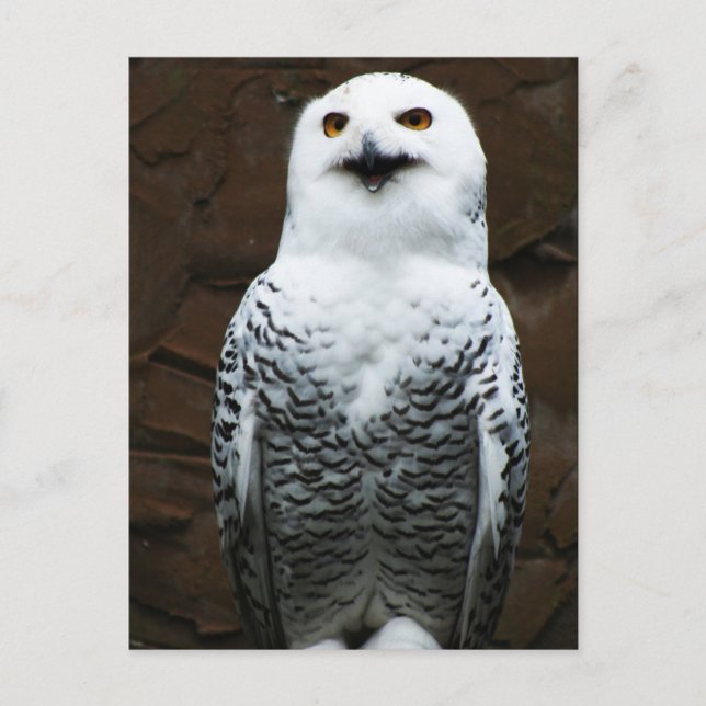 Snowy Owl pca Postcard (Front)