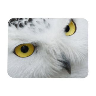 Snowy Owl Photo Flexible Magnet
