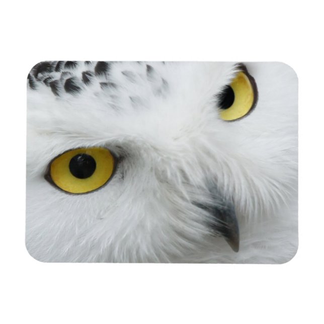 Snowy Owl Photo Flexible Magnet (Horizontal)