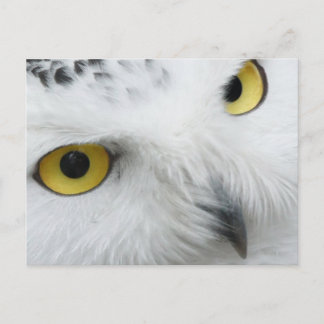 Snowy Owl Photo Postcard