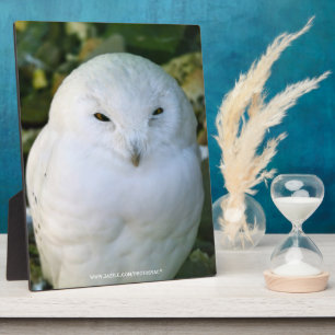 Snowy Owl Plaque