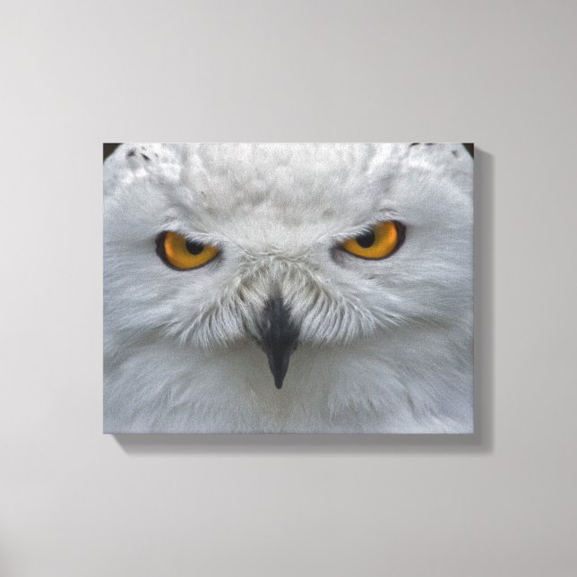 Snowy Owl Portrait Wrapped Canvas Print (Front)