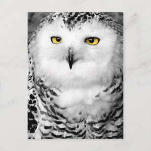 Snowy Owl Postcard