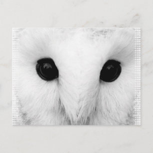 Snowy Owl Postcard