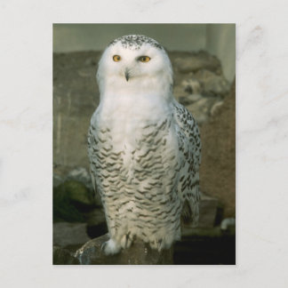 Snowy owl - postcard