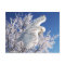 "Snowy Owl" Postcard