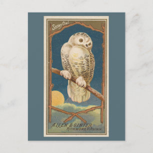 Snowy Owl Postcard