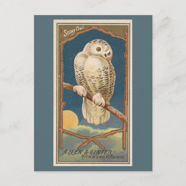 Snowy Owl Postcard (Front)