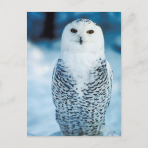 Snowy Owl Postcard