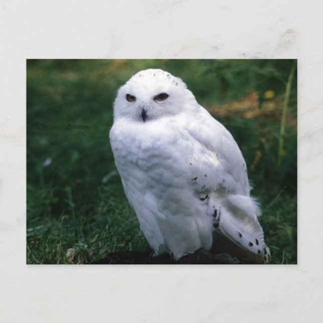Snowy Owl  Postcard (Front)