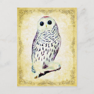 Snowy Owl Postcard