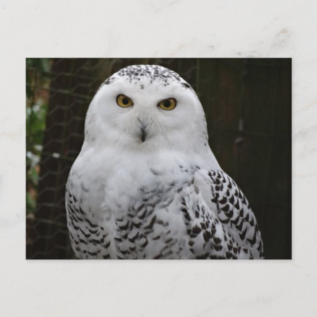 Snowy Owl Postcard (Front)
