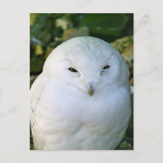 Snowy Owl Postcard (Front)