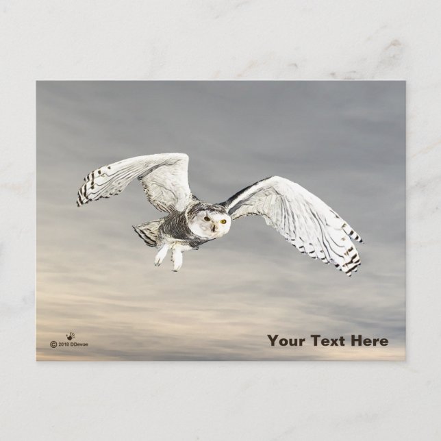 Snowy Owl Postcard (Front)