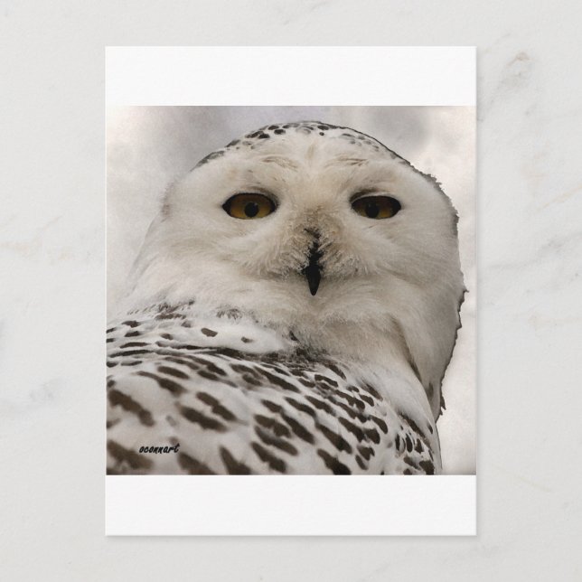 snowy owl postcard (Front)