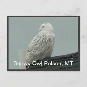 Snowy Owl Postcard
