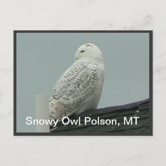Snowy Owl Postcard