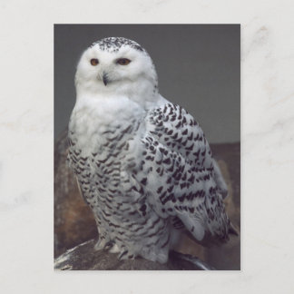 Snowy owl postcard