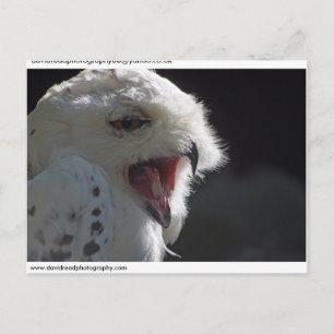 Snowy owl.. postcard