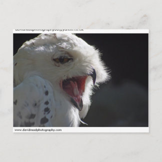 Snowy owl.. postcard