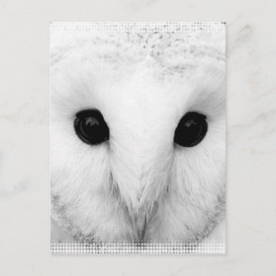Snowy Owl Postcard