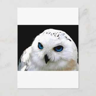 Snowy Owl Postcard