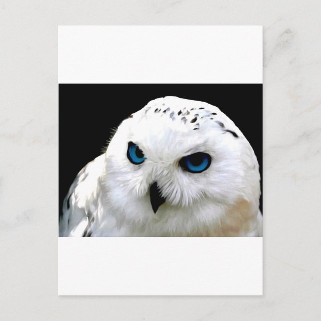 Snowy Owl Postcard (Front)