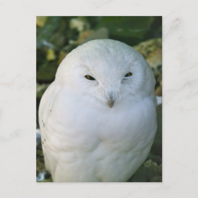 Snowy Owl Postcard (Front)