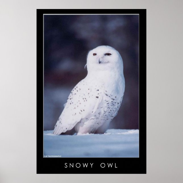 Snowy Owl Poster (Front)