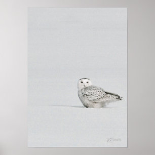 Snowy Owl Poster