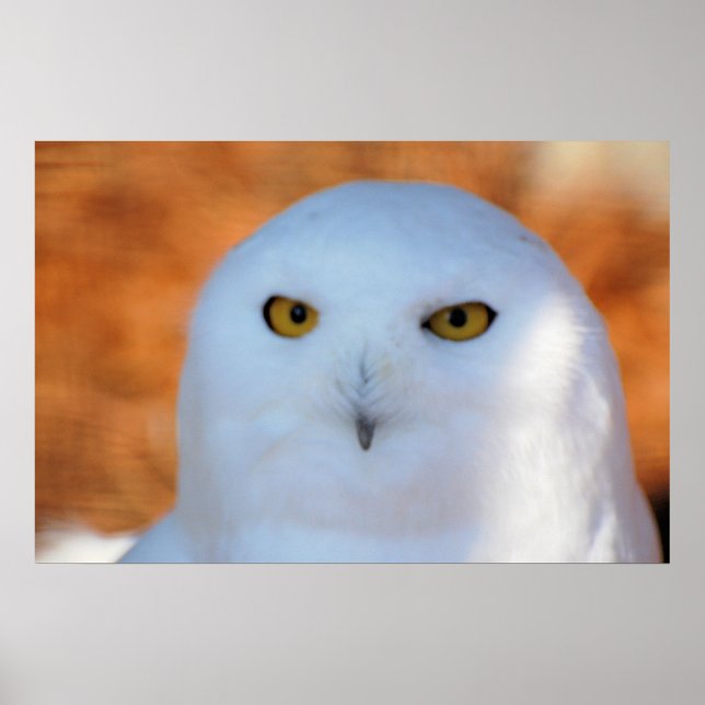 Snowy Owl Poster (Front)