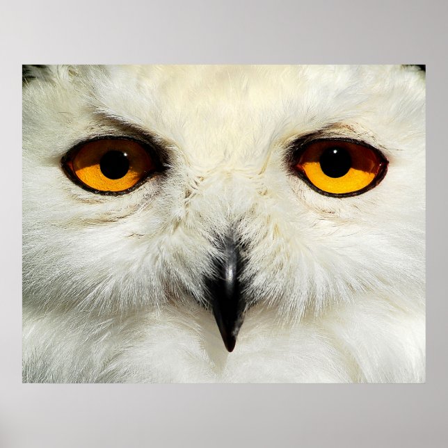 Snowy Owl Poster (Front)