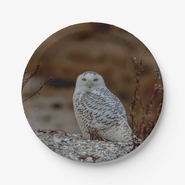 Snowy owl sitting on a rock paper plate (Front)