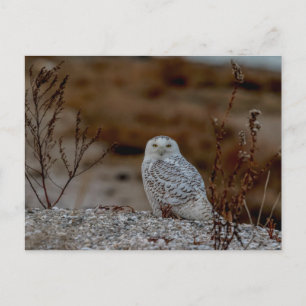 Snowy owl sitting on a rock postcard