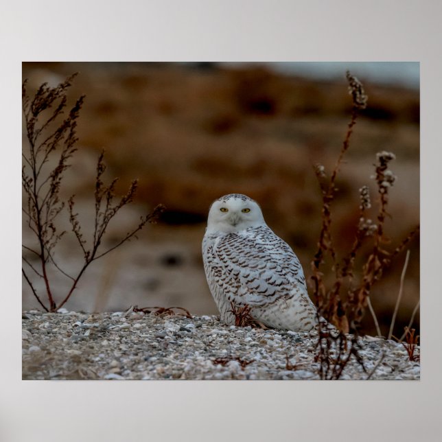Snowy owl sitting on a rock poster (Front)