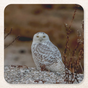 Snowy owl sitting on a rock square paper coaster