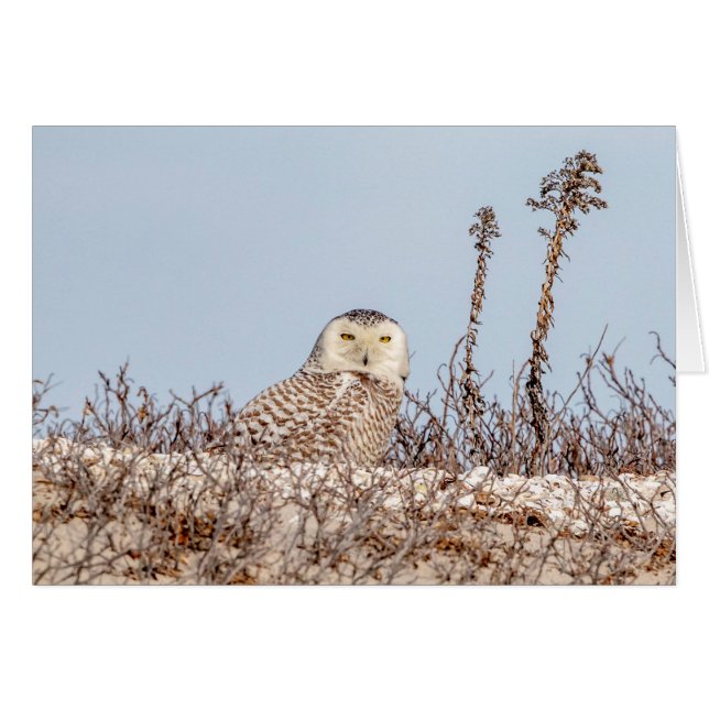 Snowy owl sitting on the beach (Front Horizontal)