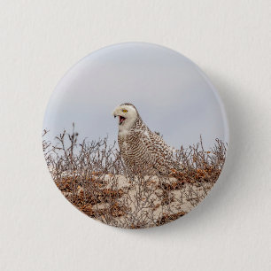 Snowy owl sitting on the beach 6 cm round badge