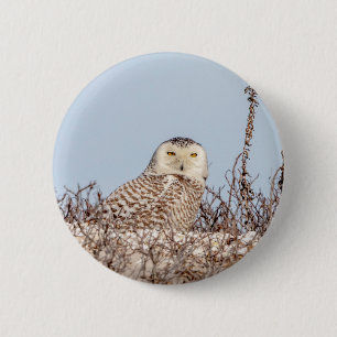 Snowy owl sitting on the beach 6 cm round badge