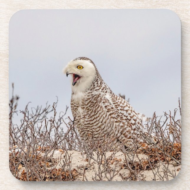 Snowy owl sitting on the beach coaster (Front)