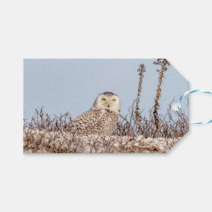 Snowy owl sitting on the beach gift tags