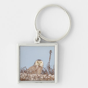 Snowy owl sitting on the beach key ring