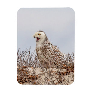Snowy owl sitting on the beach magnet