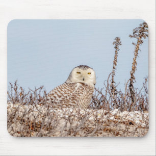 Snowy owl sitting on the beach mouse pad