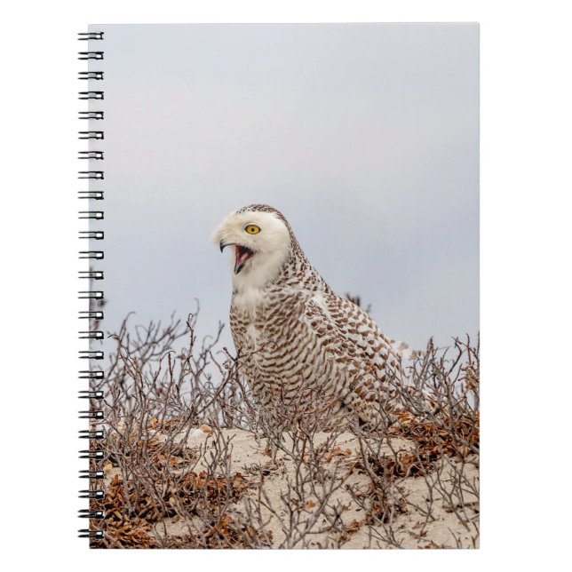 Snowy owl sitting on the beach notebook (Front)
