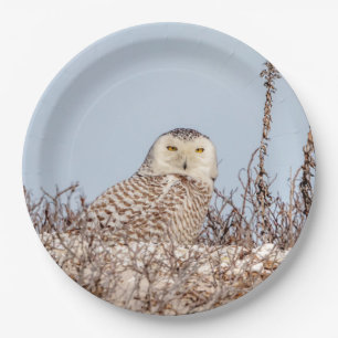 Snowy owl sitting on the beach paper plate